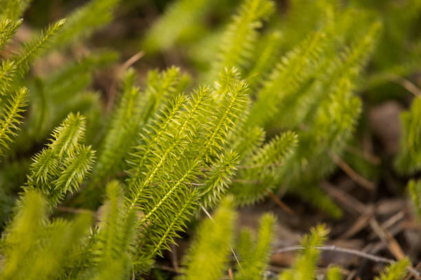 istock Beautiful, fresh creeping cedars in a natural habitat in early spring. 699187868