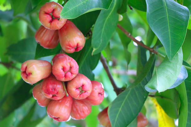 Thai apples chum pu among green foliage