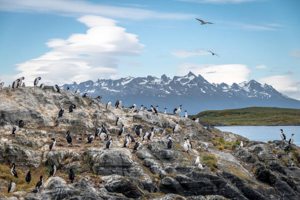 kormorane (seevögel) insel - beagle-kanal, ushuaia, argentinien - penguin colony nobody horizontal stock-fotos und bilder