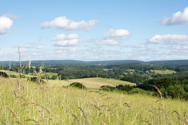 istock Scenic View Of Wheat Field Against Sky 699202189
