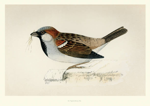 stockillustraties, clipart, cartoons en iconen met natural history - vogels - huismus - house sparrow