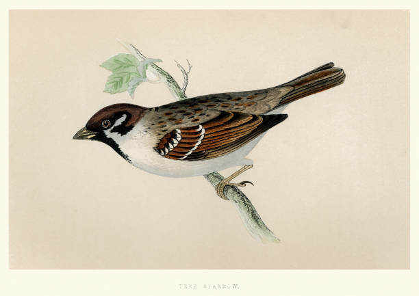 естественная история - птицы - евразийский воробей дерева - tree sparrow stock illustrations