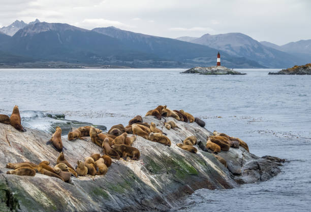 Sea Lions island and lighthouse - Beagle Channel, Ushuaia, Argentina Sea Lions island and lighthouse - Beagle Channel, Ushuaia, Argentina tierra del fuego national territory stock pictures, royalty-free photos & images
