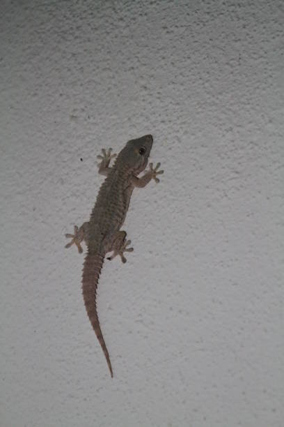 istock Close-Up Of Lizard On Rock 699216729