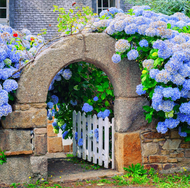 Blue hydrangea flowers decorating a stone house gate in Brittany, France