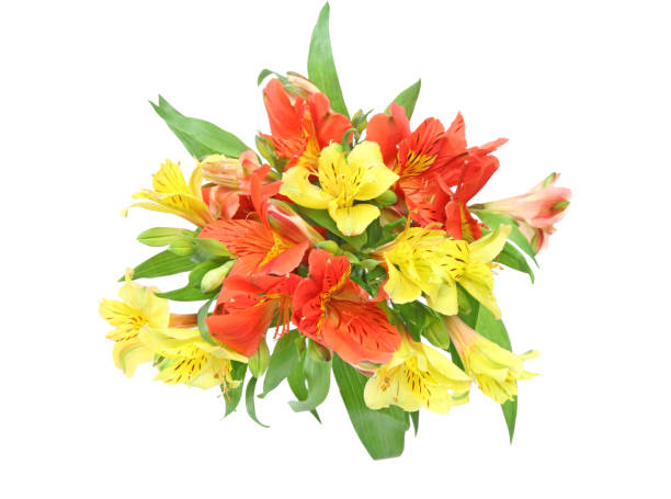 istock Bouquet of alstroemeria 699230854