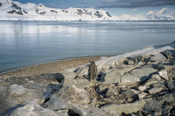 polluelo de pingüino salvaje de pie en la orilla - pebble gentoo penguin antarctica penguin fotografías e imágenes de stock