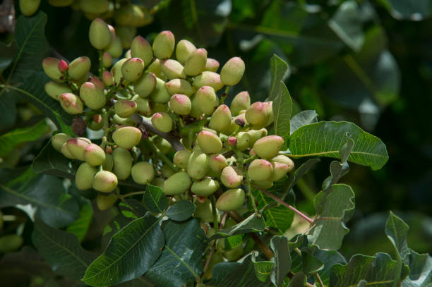 istock Close-up of Ripening Pistachio on Tree 699250730