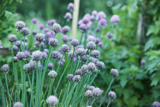 istock Garlic blossoms in garden. 699251692