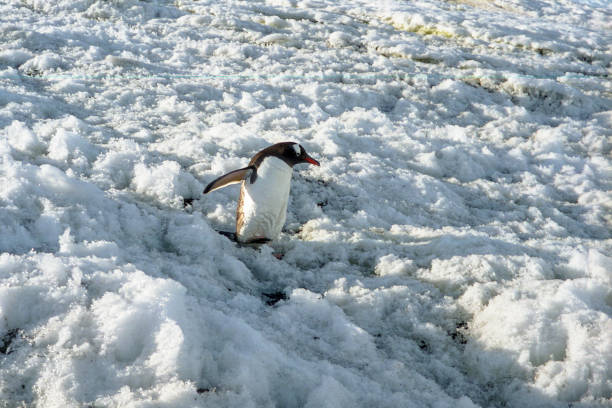 pingüino de gentoo salvaje en campo de hielo - pebble gentoo penguin antarctica penguin fotografías e imágenes de stock