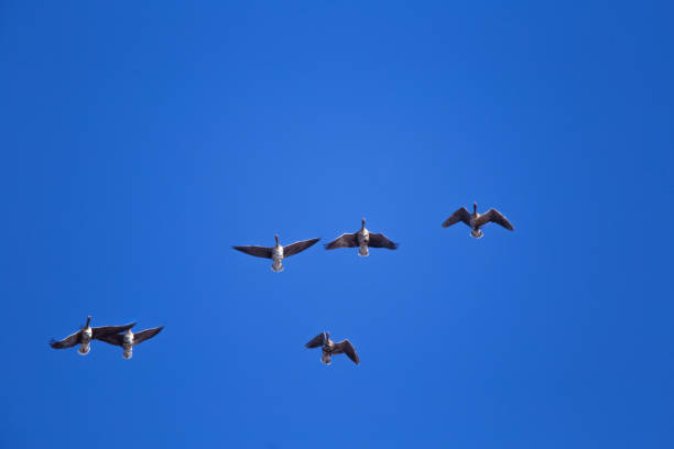 A beautiful flying flock of migratory geese on the blue sky background