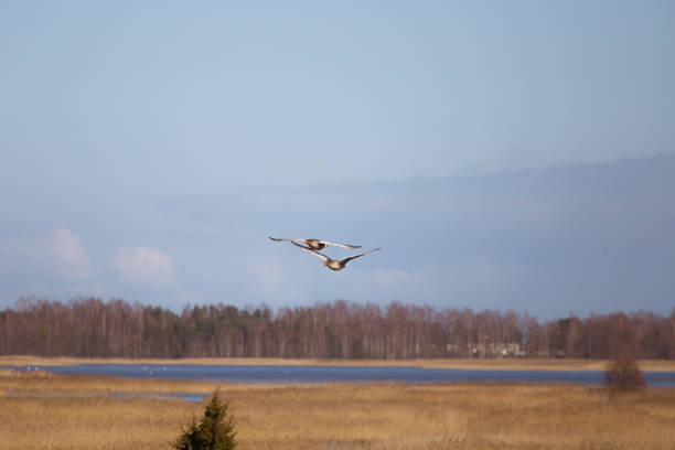 istock Two beautiful geese flying in an early spring landscape 699260788