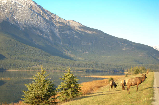 istock Elk along Yellowhead Highway near Jasper, Alberta, summer 699261220