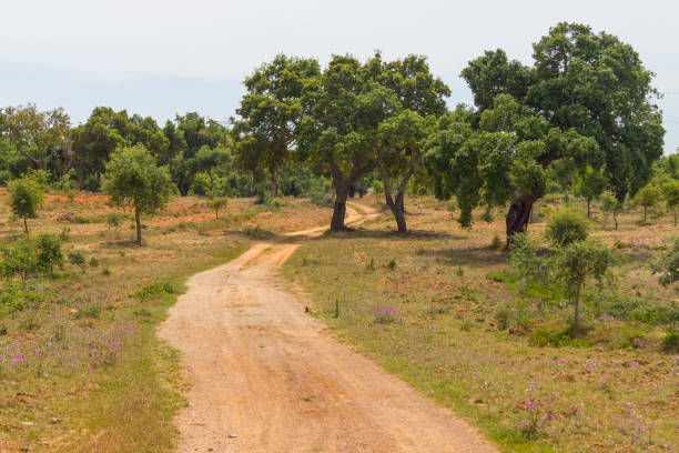istock Trail in Cork tree forest Santiago do Cacem 699266578