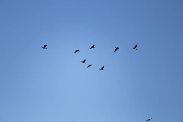 istock A beautiful flying cormorants on the blue sky background 699267662