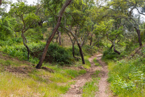 istock Trail in Cork tree forest in Santiago do Cacem 699268136