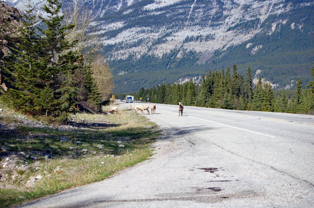 istock Sheep along Yellowhead Highway near Jasper, Alberta, summer 699268350