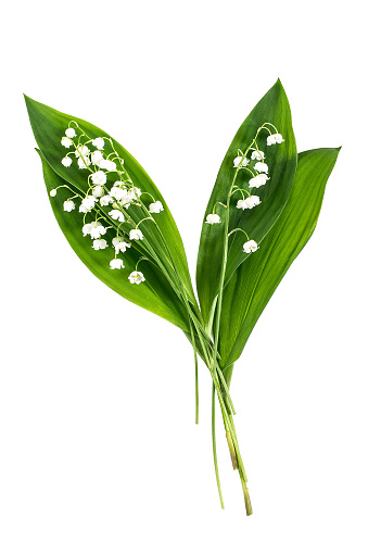Medicinal plant lily of the valley (convallaria majalis) on white background. Used in pharmaceutics for production of cardiotonic drugs as well in phytotherapy, aromatherapy. Plant is poisonous