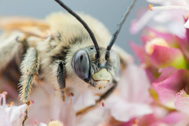 Eucera longicornis macro shot - solitary bee