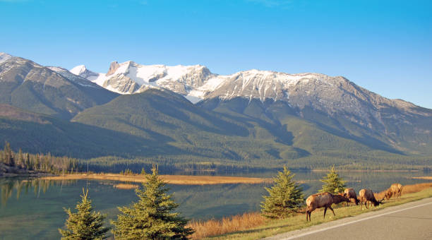 istock Elk along Yellowhead Highway near Jasper, Alberta, summer 699280972
