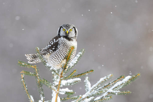 coruja-gavião, surnia ulula, ave rara empoleirar-se - northern hawk owl - fotografias e filmes do acervo