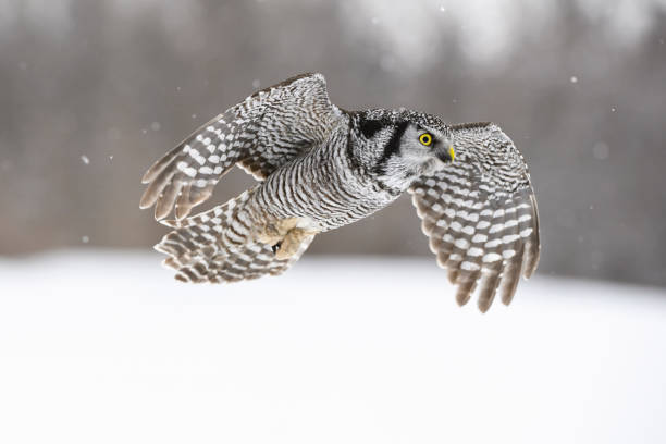 istock Northern Hawk Owl, surnia ulula, rare bird in flight 699281206