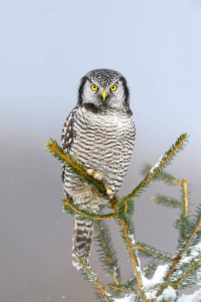 istock Northern Hawk Owl, surnia ulula, rare bird perching 699281380