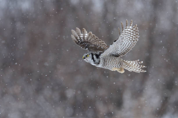 istock Northern Hawk Owl, surnia ulula, rare bird in flight 699281722