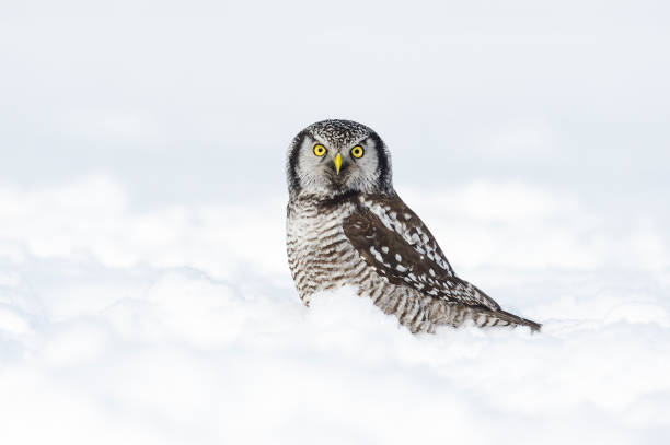 istock Northern Hawk Owl, surnia ulula, rare bird on snow 699281862