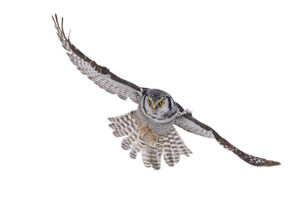 an Owl guards over his nesting site in South Central Montana
