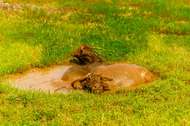A Cape buffalo relaxes in the water with eyes closed, while a red-billed oxpecker perches above its eye, feeding on parasites. Captured in South Africa, this striking close-up highlights the intimate symbiotic relationship between large herbivores and their vigilant feathered companions.