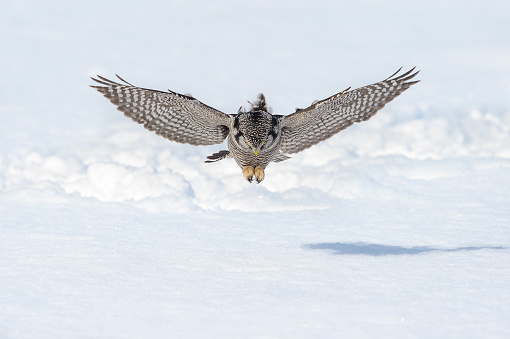 Rare bird. Northern Hawk Owl, surnia ulula.