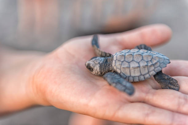 istock New born sea turtle in hand 699282236