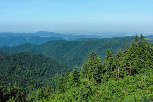 Hiking impressions of the beautiful nature in the Black Forest, on a nice summer day, Germany
