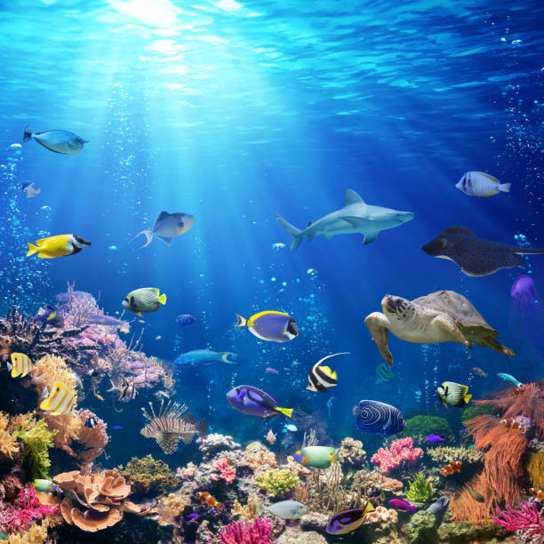 Underwater Scene With Coral Reef And Tropical Fish Exotic Fish On Seabed With Sunlight great barrier reef stock pictures, royalty-free photos & images