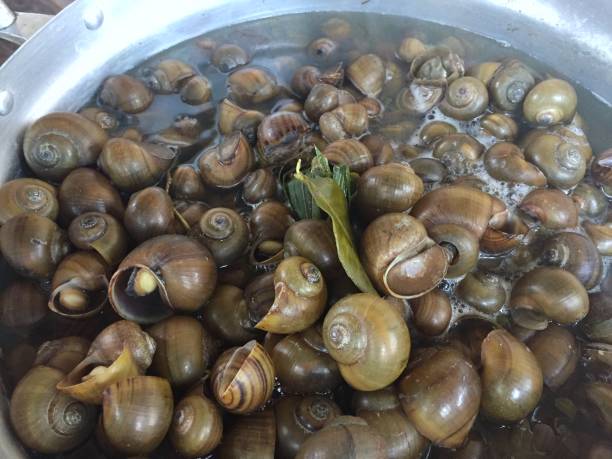 istock Golden applesnail, Channeled applesnail 699342128