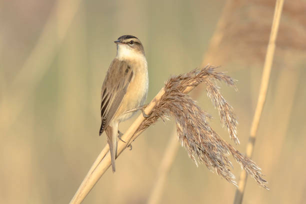 istock Sedge Warbler, Acrocephalus schoenobaenus, singing perched in a reed bed 699359638
