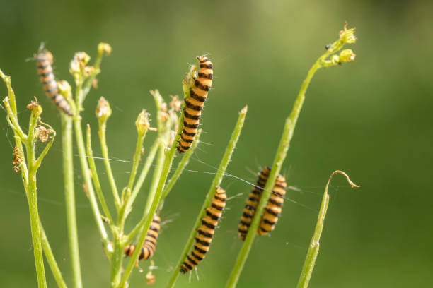 istock Yellow and black striped Cinnabar caterpillars feeding 699359674