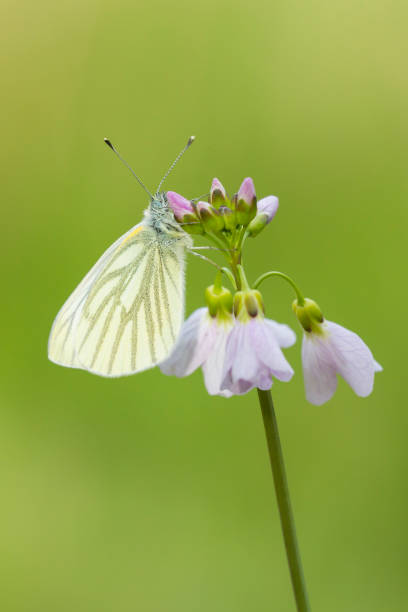 istock Green-veined white (Pieris napi) butterfly resting and feeding nectar 699359778