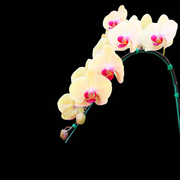 Close up of orchids in bloom