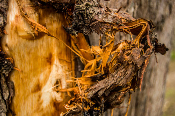 albero legnoso astratto, sbucciato, - legno di sandalo foto e immagini stock