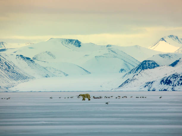 niedźwiedź polarny na lodzie morskim z ptakiem - baffin island zdjęcia i obrazy z banku zdjęć