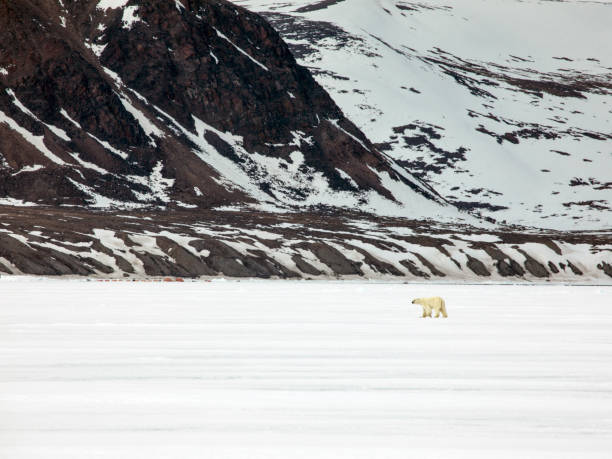 niedźwiedź polarny na lodzie morskim - baffin island zdjęcia i obrazy z banku zdjęć