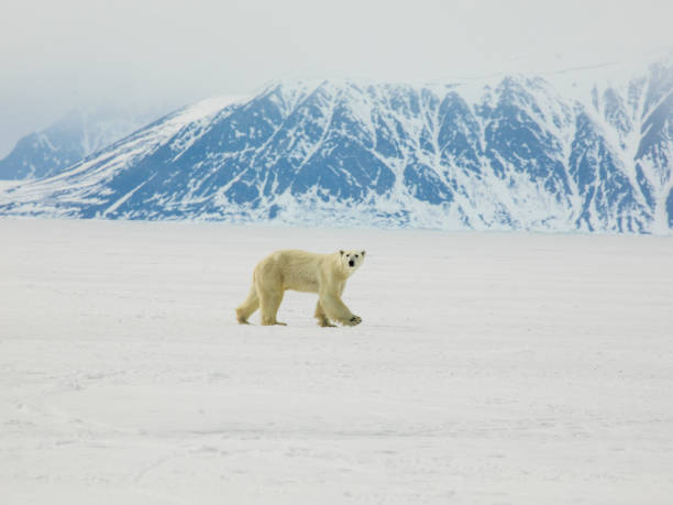 niedźwiedź polarny na lodzie morskim - baffin island zdjęcia i obrazy z banku zdjęć