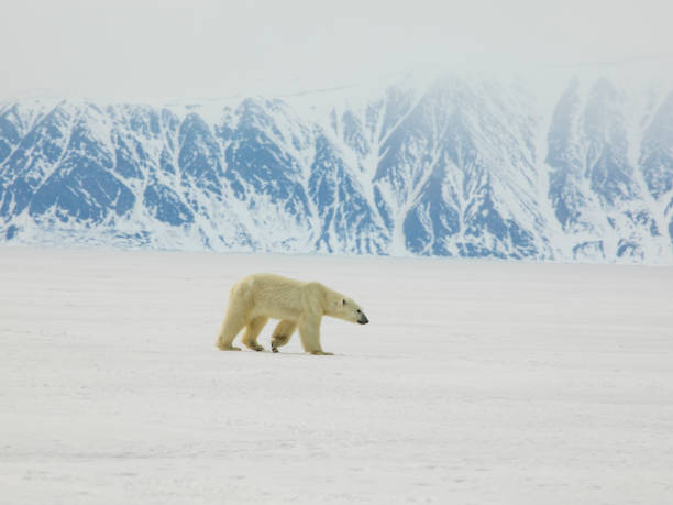 istock Polar Bear on Sea Ice 699372760