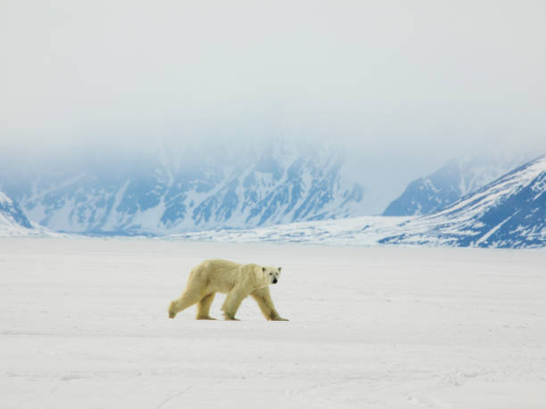 ours polaire de mer sur glace - île de baffin photos et images de collection