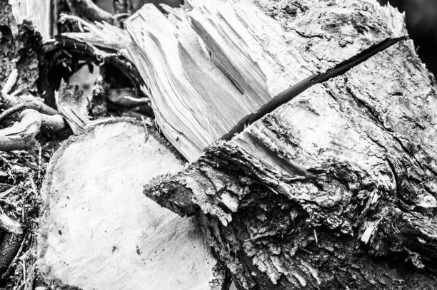 Abstract woody ,Firewood, B&W Abstract woody walnut grove stock pictures, royalty-free photos & images