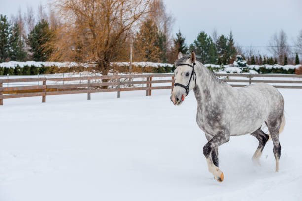 bellissimo cavallo maculato è circondato da una recinzione, un ritratto in inverno - horse winter dapple gray gray foto e immagini stock