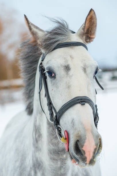 портрет серого породистого коня зимой крупным планом - horse dapple gray gray winter стоковые фото и изображения