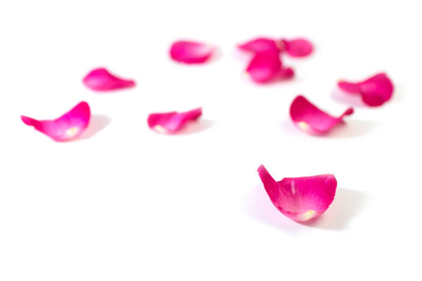 istock Pink rose petals isolated on white background for valentine's day or romantic event. 699380670